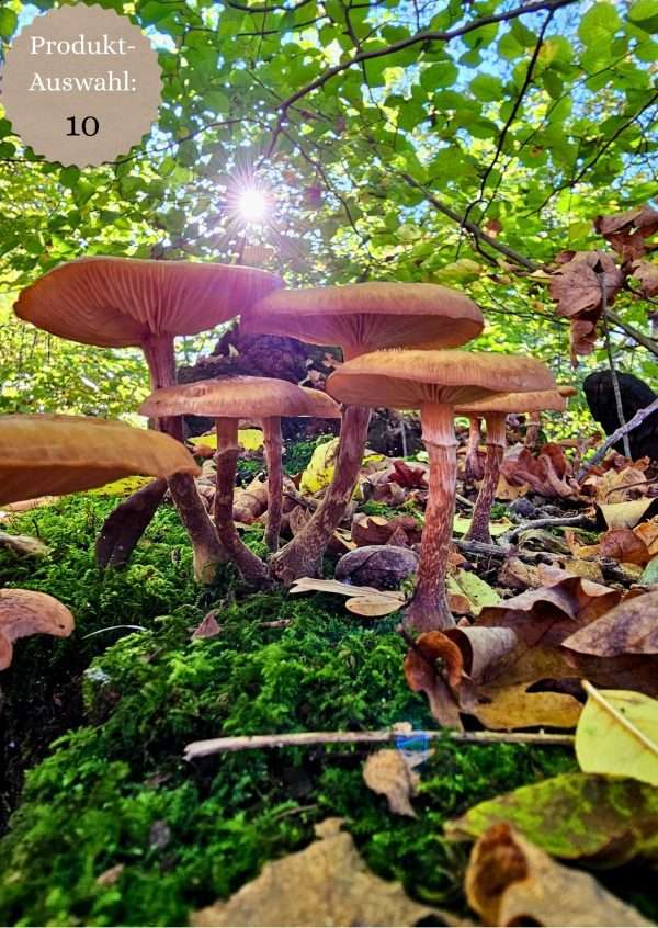 Grußkarten & Postkarten (A6)