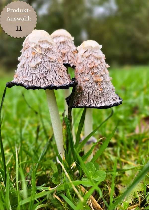 Grußkarten & Postkarten (A6)