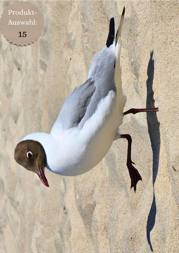 Grußkarten & Postkarten (A6)