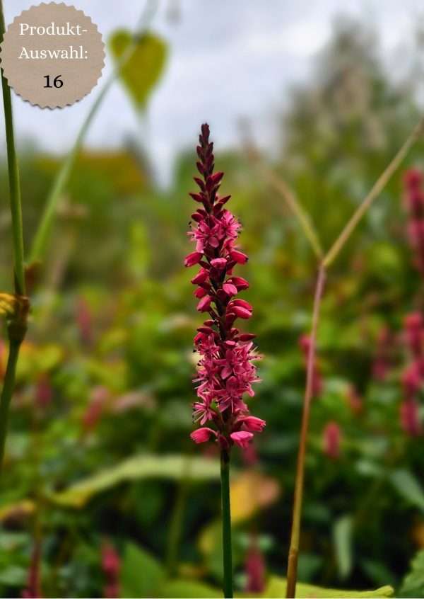 Grußkarten & Postkarten (A6)