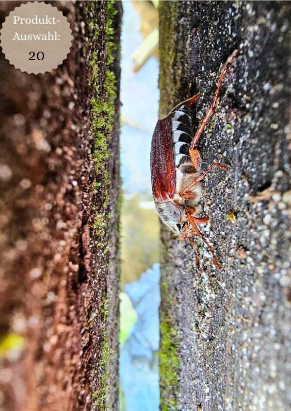 Grußkarten & Postkarten (A6)