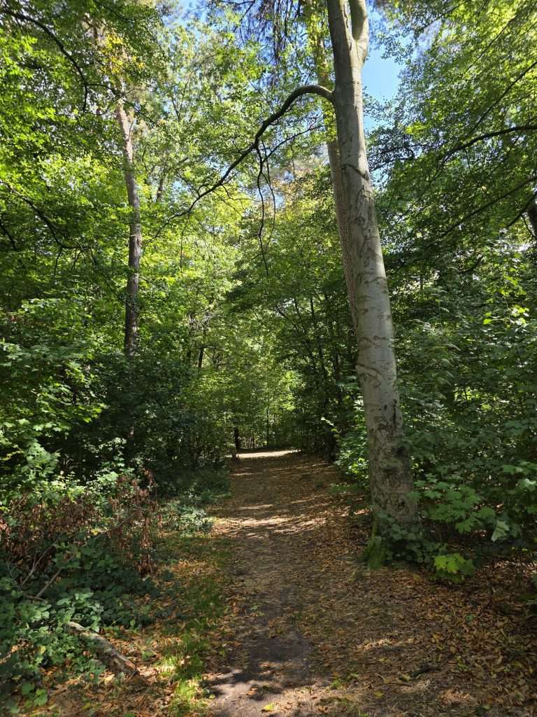 Ich atme den Wald
