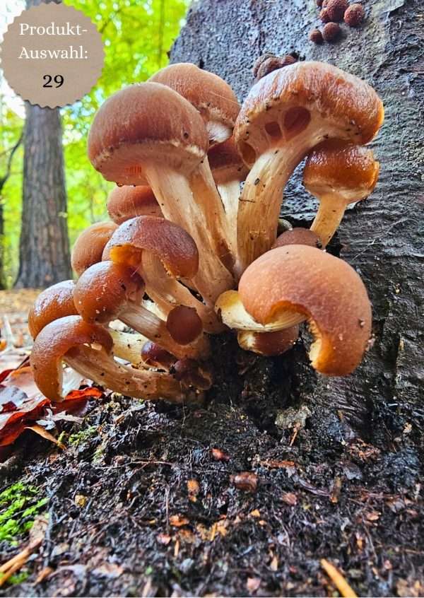 Grußkarten & Postkarten (A6)