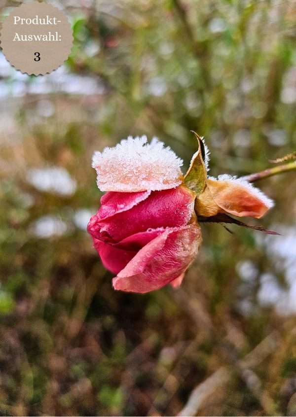 Grußkarten & Postkarten (A6)