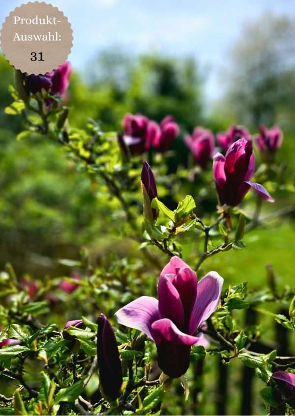 Grußkarten & Postkarten (A6)