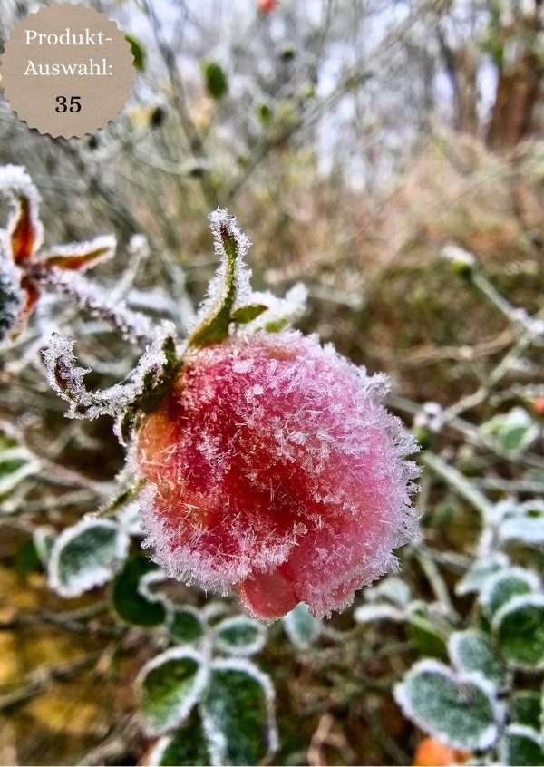 Grußkarten & Postkarten (A6)