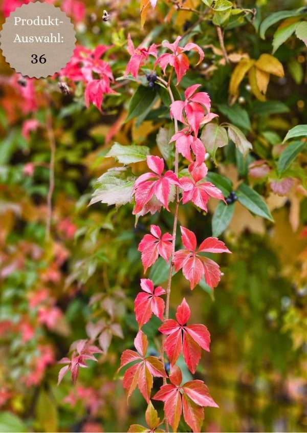 Grußkarten & Postkarten (A6)