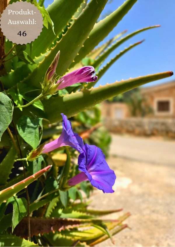 Grußkarten & Postkarten (A6)