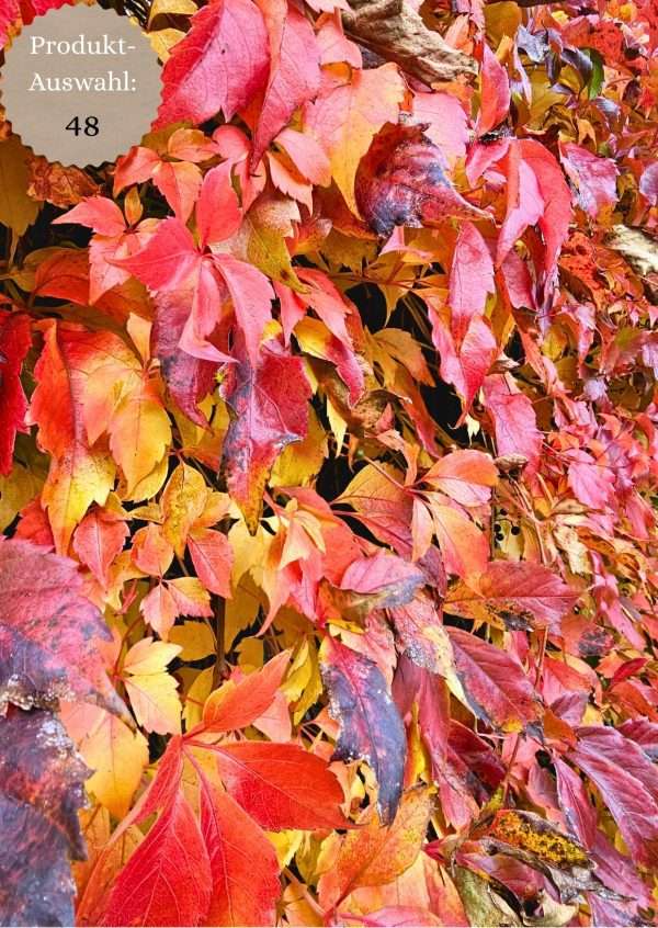 Grußkarten & Postkarten (A6)