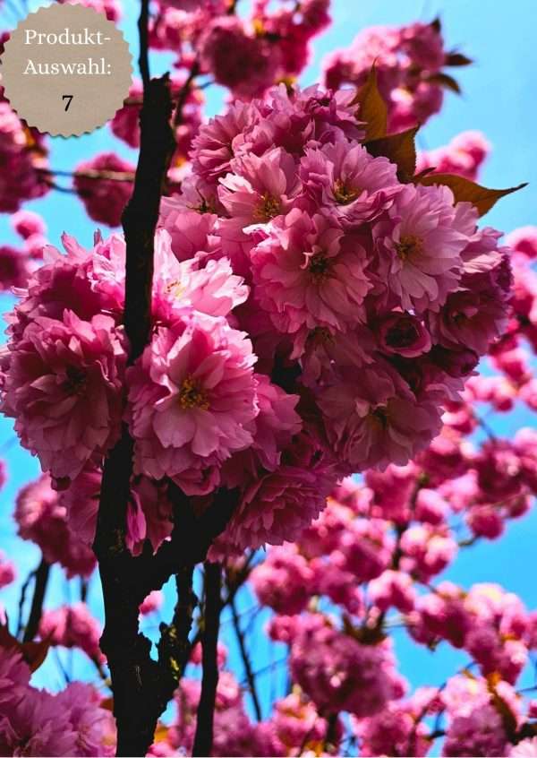 Grußkarten & Postkarten (A6)