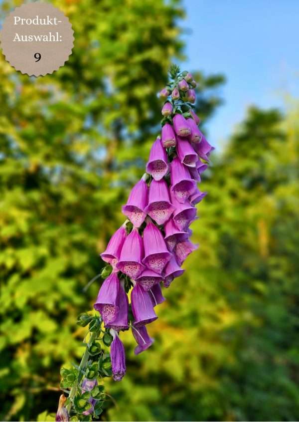 Grußkarten & Postkarten (A6)